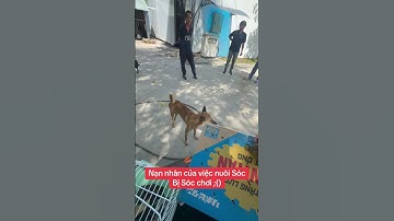 Nạn nhân của việc nuôi Sóc - Trương Tuấn Sóc Cảnh