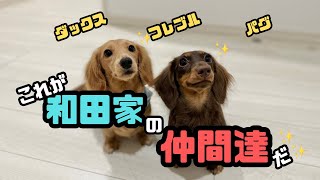 【犬７頭と暮らすおっさん】和田家の仲間達【ダックスパラダイス】