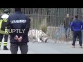Italy: Escaped circus tiger recaptured by armed police in Monreale