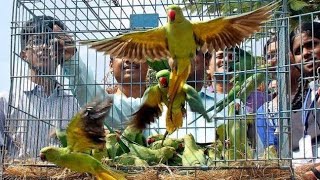 Releasing 100 Parrots From Cage in Kerala Village ??