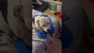 Magic trick #dog #dogshorts #pets #fyp