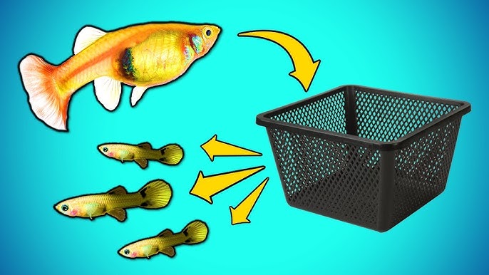 Dual Net Breeder/Fish Hatchery (BOYU NB-3202A) Setup Guide - All