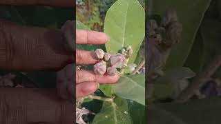 #nature #naturevideo #flowers #purpleflower #trendingshorts #viralvideo #creativeideas