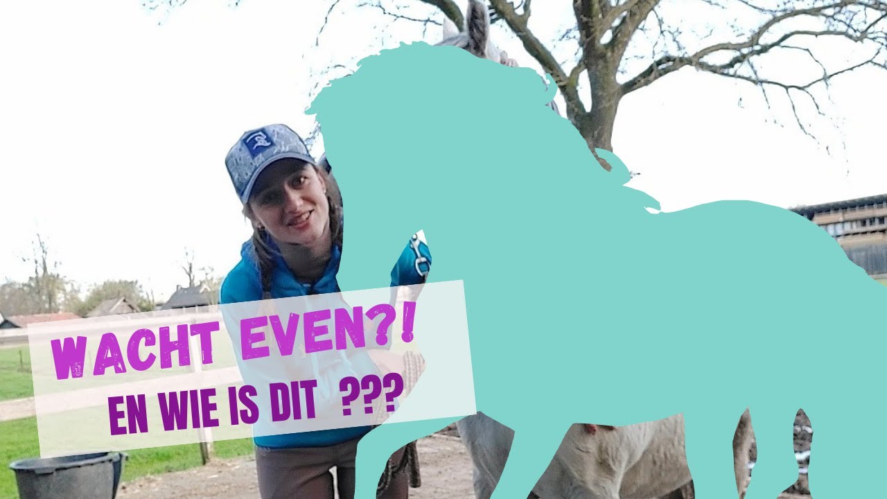 MIJN PAARDEN EVEN AAN JULLIE VOORSTELLEN - NIEUWE PONY | vrolijk paard