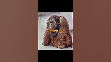 Extinct animal counterparts pt2 #animals #extinction #mammoth #elephant #orangutan #gigantopithecus