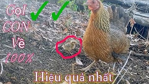 Tiếng gà mái rừng gọi con về NHANH NHẤT 2024✓✓ . Suab poj qaib qus cuab me nguam tuaj zoo tiag tiag✓