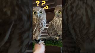 Hadiah untuk Bimbim part 1‼️🎁🦉#cute #funnyvideo #owls #videolucu #funny #animals