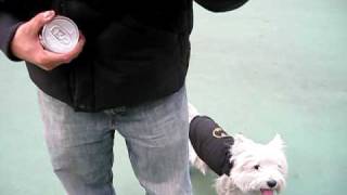 How a Westie say hi to another Westie