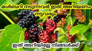 Mulberry tree pruning technique/how to get mulberry gives fruits by pruning/How to make mulberry