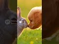 A Puppy and a Bunny Enjoy a Peaceful Day