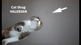 Cat ASMR reaction to Valerian on a Glass Table