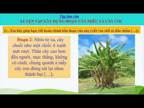 Bài giảng số 38: Tập làm văn 4- Luyện tập xây dựng đoạn văn miêu tả cây cối
