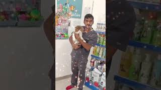 I love you always smokey ko 🥰😘#catlover #grooming #dragoncut #bahrain