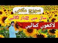 Sorjmokhi crop informationsunflower cropbusiness ideas with malik sadaqat official