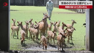 【速報】奈良の子ジカ公園デビュー 母親の後ろから恐る恐る