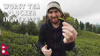 Tea Master in Ilam, Nepal 🇳🇵