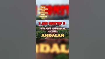 Suara Ruak Ruak Pikat Ampuh Banget | Mp3 suara pikat ruak ruak gacor #masterpikat #pikatruakruak