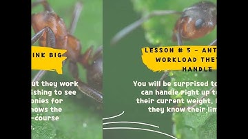 6 life lessons from ant