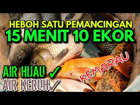 Video: Ikan Mas Musim Sejuk