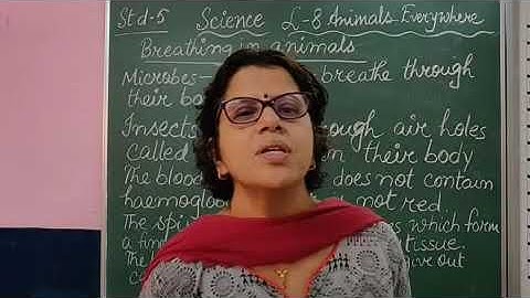 V Science Chapter 8 Animals Everywhere Part 2