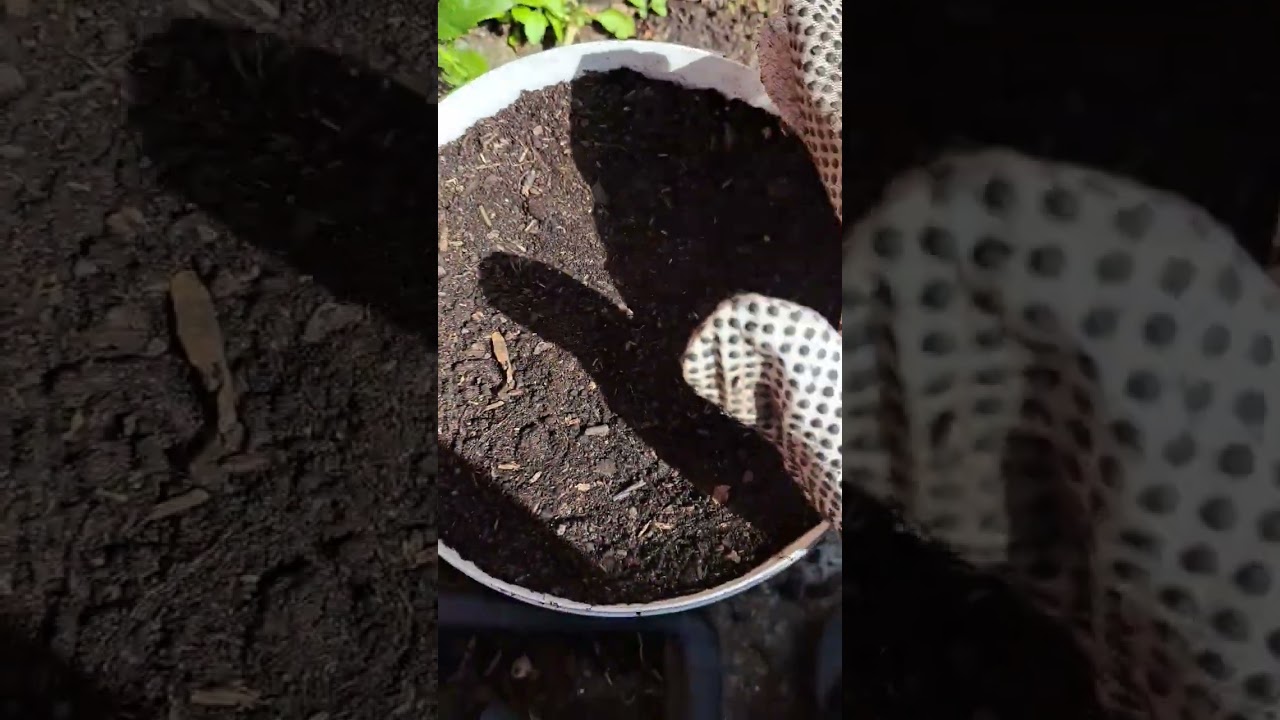 how to plant a potato plant in the uk 