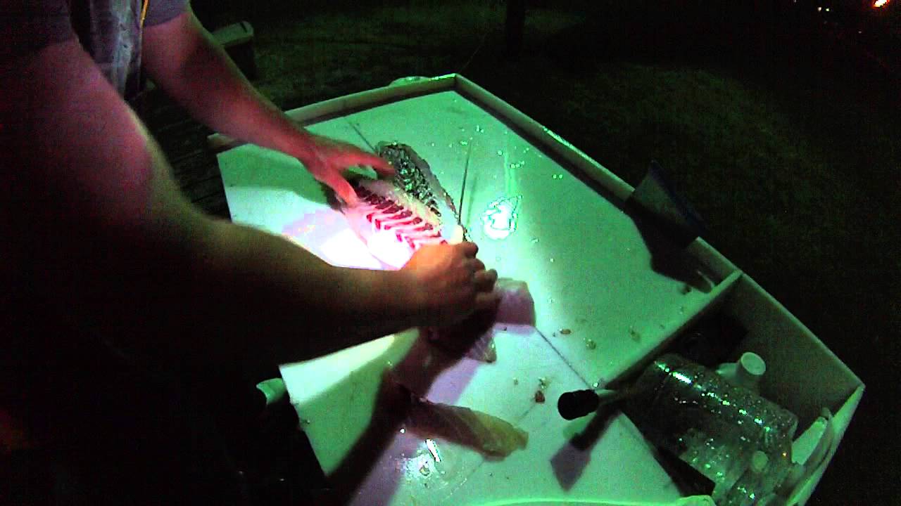 How to Fillet a Striped Bass YouTube