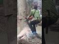 Dangerous tree cutting skills Techniques #shortvideo #woodworking #chainsaw