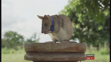 African pouched rat earns gold medal for sniffing out land mines (Cambodia) BBC - 25 September 2020