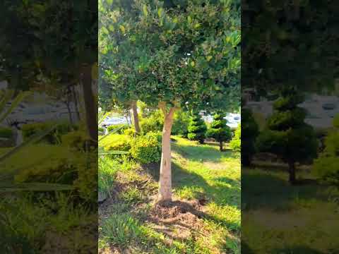 СОЛНЕЧНЫЙ ПАРК!🌲🌿🌳#впарке#красиваяприрода