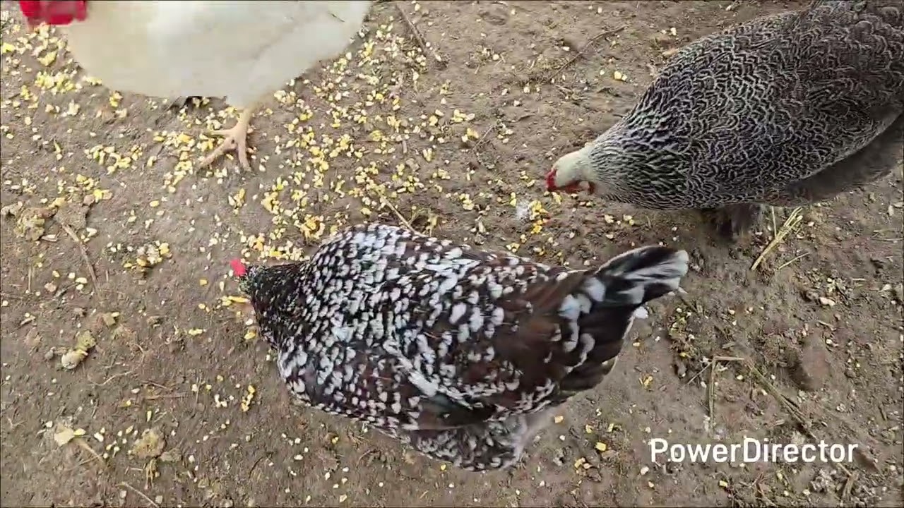 The baby goats are growing fast 