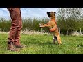 Staffy Puppy Trick Training and Frisbee Fun - 7 Months