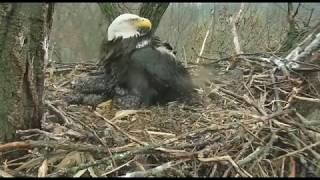 Thunderstorm! ⛈️ - Decorah, Iowa eagles nest - May 1, 2018