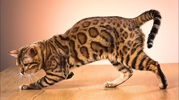 Why are Bengal Cats Known For Their Unique, Leopard-Like Coat Patterns?