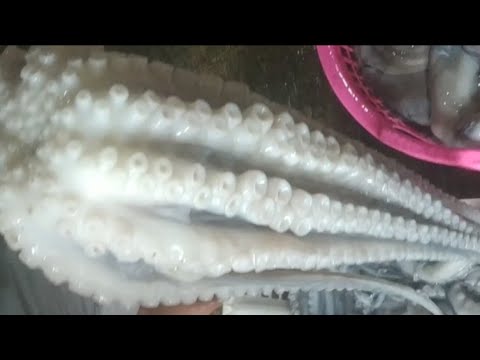 frozen octopus production -