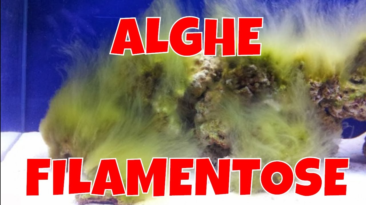 Alghe Acquario Marino - alghe filamentose verdi - YouTube
