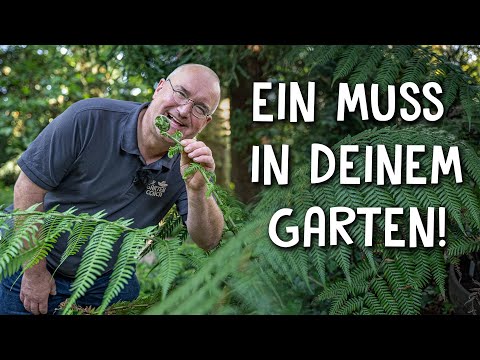 Video: Eine Königsfarnpflanze anbauen: Pflege von Königsfarnen im Garten
