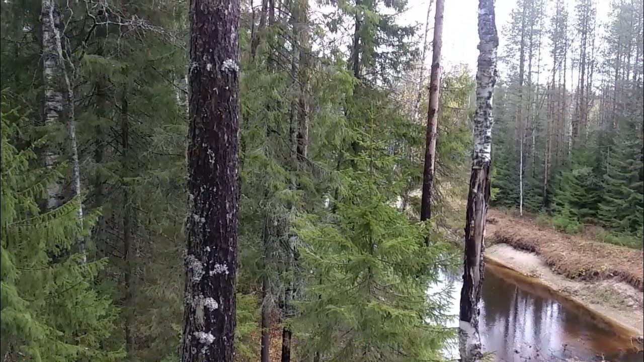 Бойтесь больных на голову - YouTube