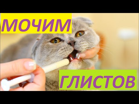 ГЛИСТОГОНИМ КОТА. КАК ЭТО СДЕЛАТЬ.