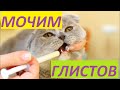 ГЛИСТОГОНИМ КОТА. КАК ЭТО СДЕЛАТЬ.