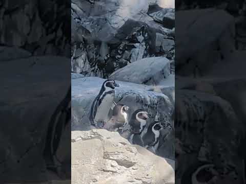 【よこはま動物園ズーラシア】仲良く整列するフンボルトペンギン🐧🐧🐧🐧🐧　#shorts