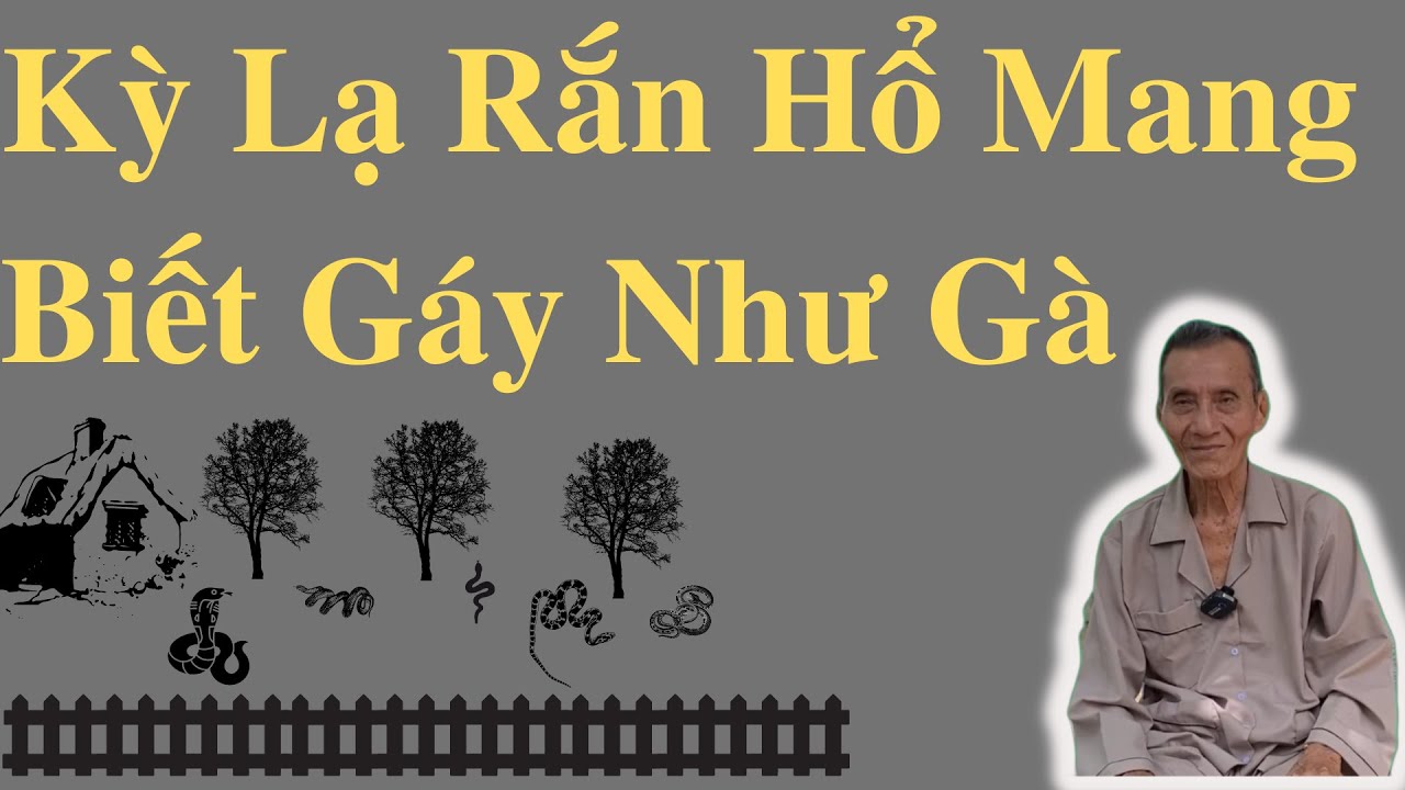 Kỳ Lạ Rắn Hổ Mang Biết Gáy Như Gà | Ông Út Kể Chuyện