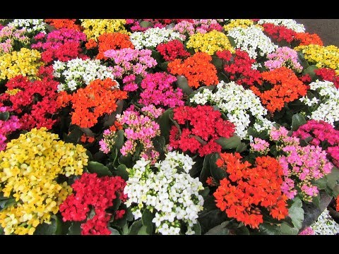 Kalanchoe plants