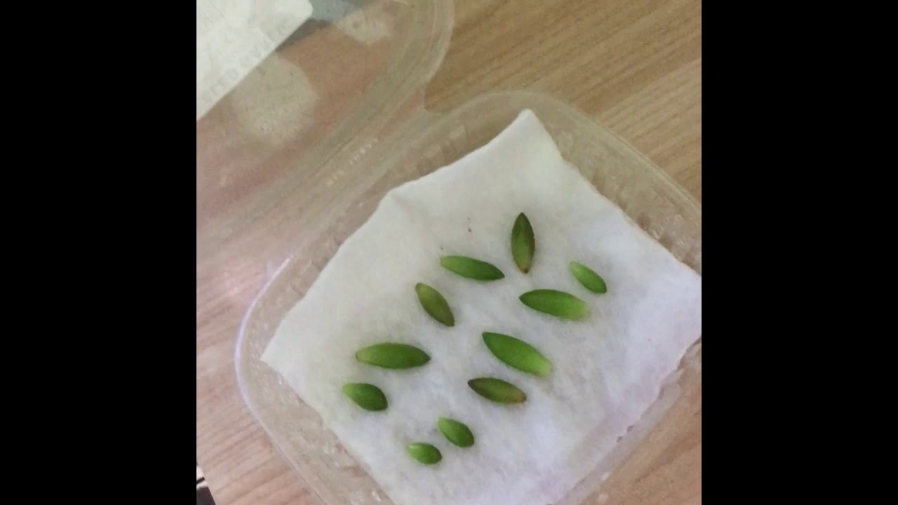 How to Grow Succulent