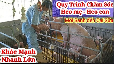 Trình bày quy trình chăm sóc heo thịt