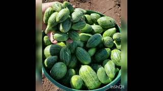 Derika Çiyaye Mazi Uzun Hava 2024