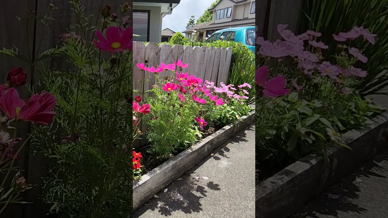 Beautiful Flowers inour garden in New Zealand. 