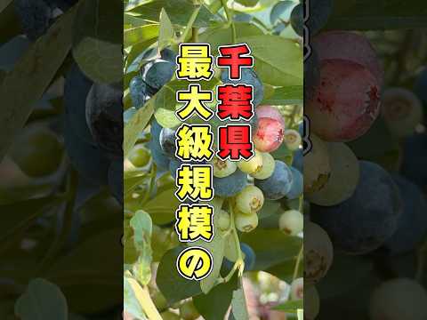 真行寺ブルーベリー園の紹介動画サムネイル