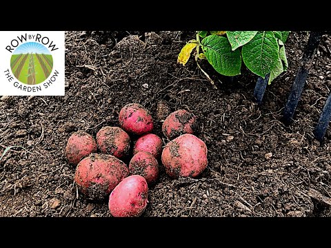 Video: Fertilizers For Potatoes: Which Ones To Apply When Planting In The Hole And In The Fall? The Best Foliar And Root Dressings For Growing Potatoes