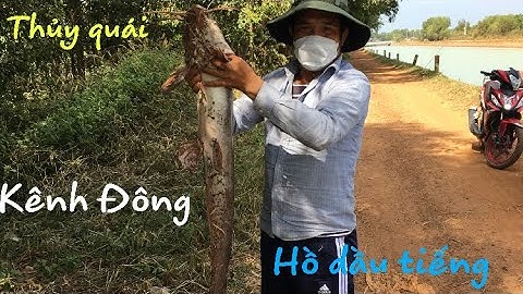 Thủy quái kênh Đông - Hồ dầu tiếng Tây Ninh | Câu được hàng khủng rồi.
