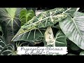 Propagating Alocasia from Bulbs & Corms| Planty Chores | Sam's Greenhouse